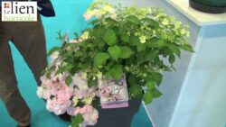 Hortensia ‘French Bolero’ : 1er prix Innovert® 2019 « horticulture »