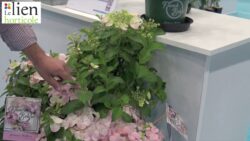 Hydrangea ‘French Bolero’ : coup de cœur d’un passionné de botanique