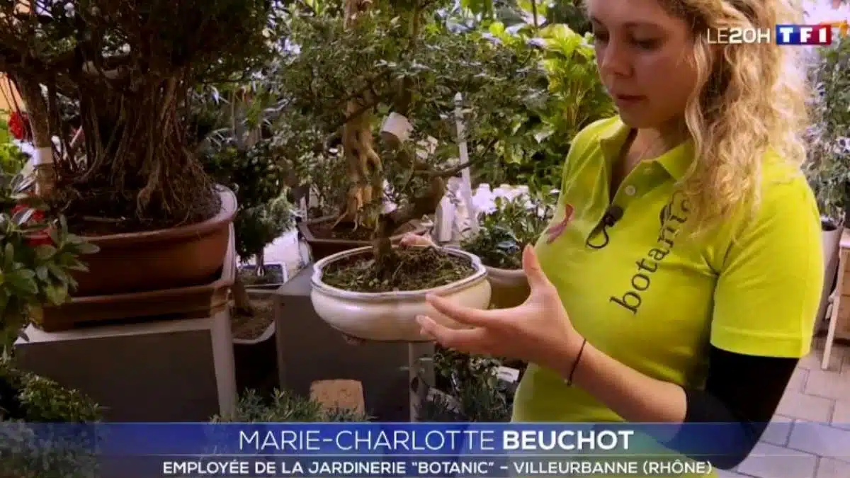jardinage-ces-francais-fous-du-bonsai- JAF-info Jardinerie Fleuriste