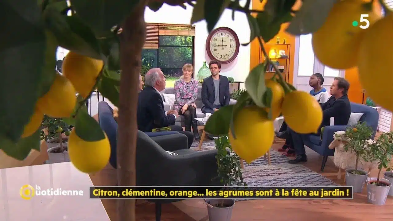 Citron, clémentine, orange... les agrumes sont à la fête au jardin ! - La Quotidienne