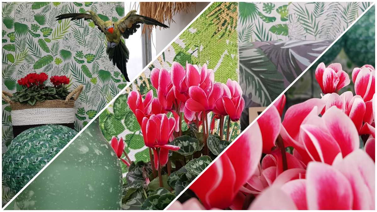 Cyclamen Morel Fréjus Décoration - JAF-info Jardinerie Fleuriste 2019-11-19-vert
