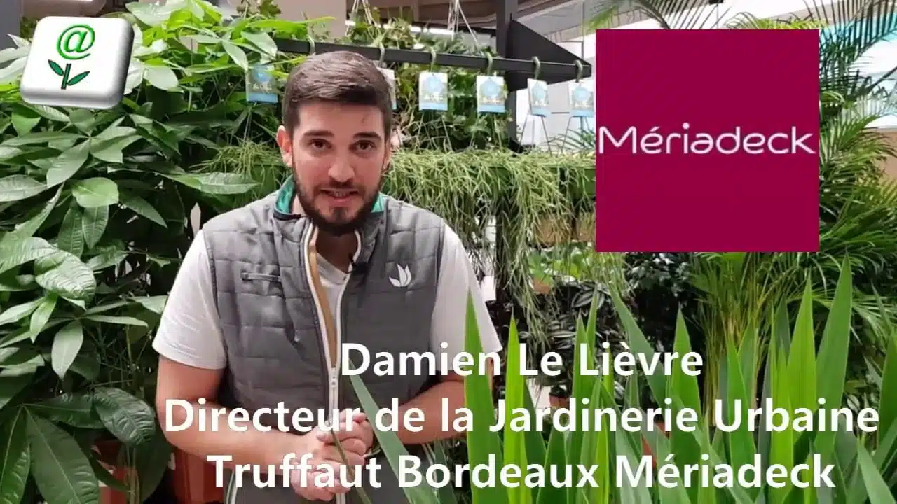 Nouveau Concept Urbain - Jardinerie Truffaut - Bordeaux Mériadeck - Damien Le Lièvre Directeur