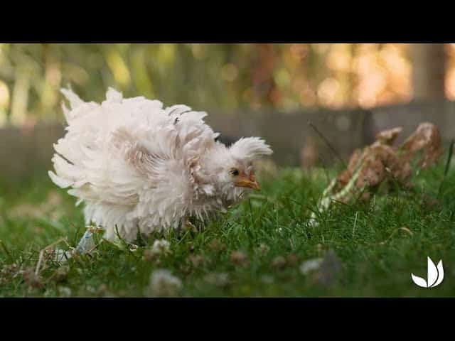 [Vidéo] Prendre soin des poussins au jardin - Jardinerie Truffaut TV