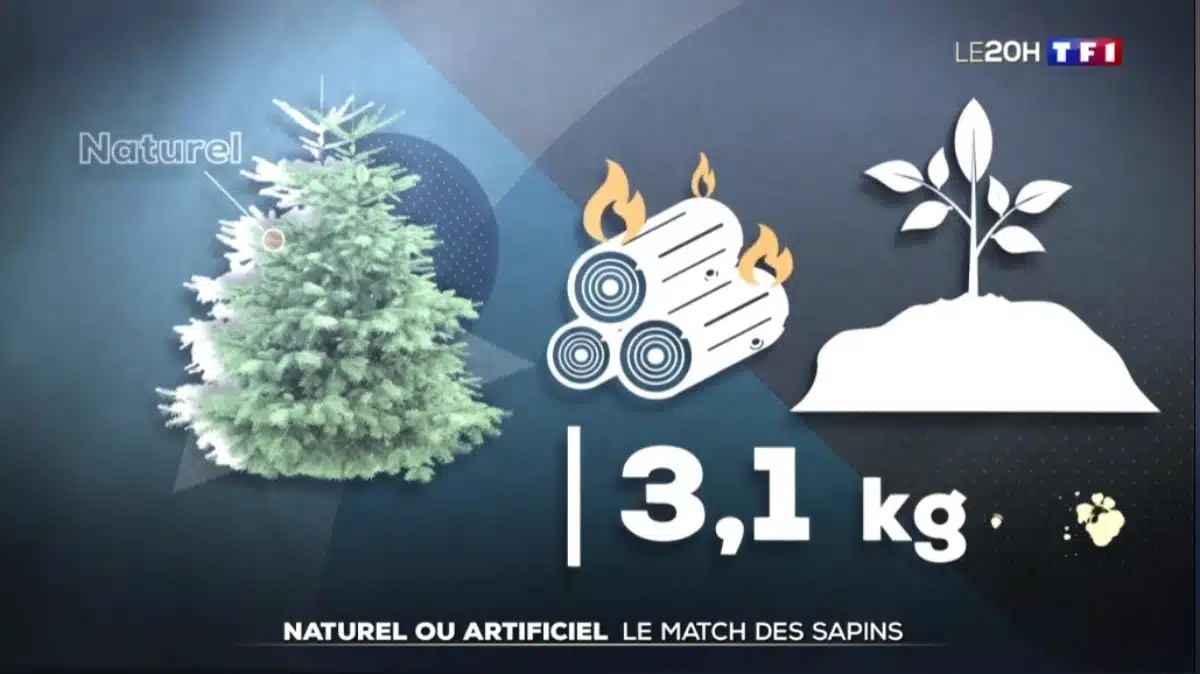 Noël le match des sapins - Le journal de 20h TF1 JAF-info Jardinerie Fleuriste