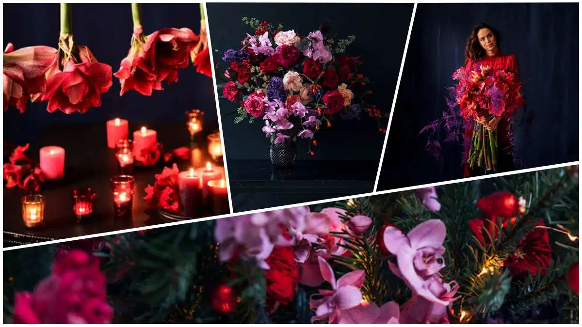 Office hollandais des fleurs Noël se colore de fleurs JAF-info Fleuriste