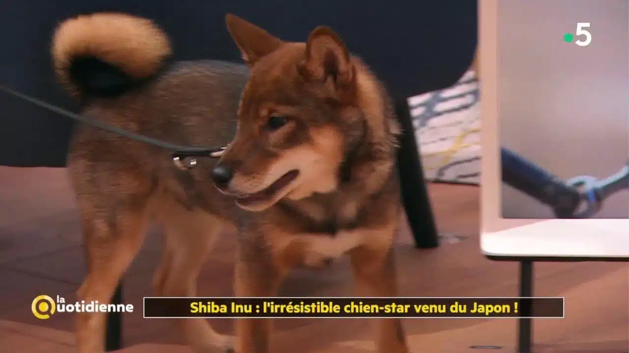 Shiba Inu : l'irrésistible chien-star venu du Japon ! - La Quotidienne