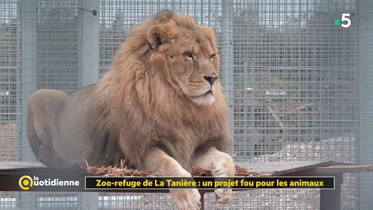 Zoo-refuge de La Tanière : un projet fou pour les animaux - La Quotidienne