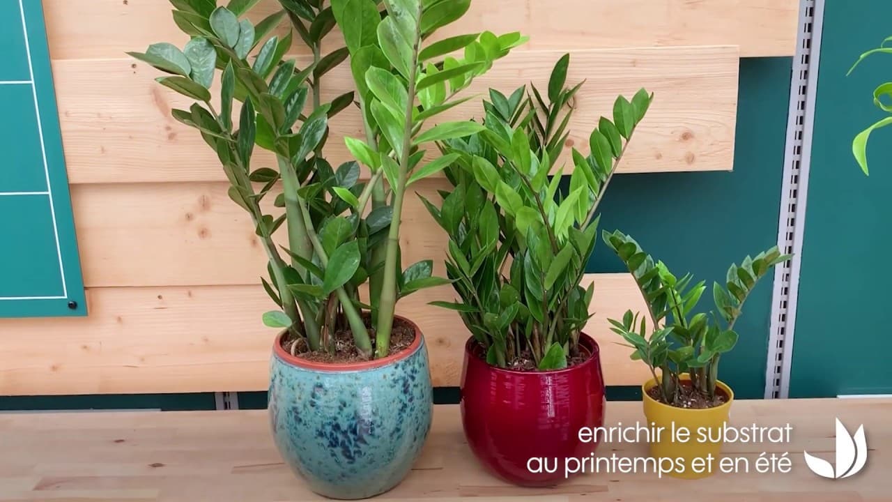 Bien cultiver le zamioculcas - Jardinerie Truffaut TV