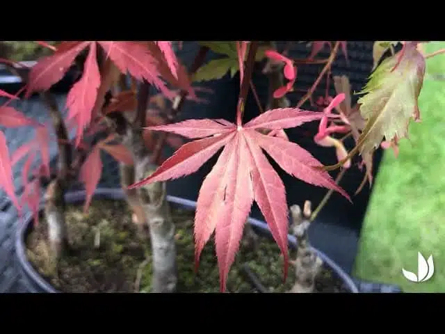 Bonsaï d'érable palmé du Japon - Jardinerie Truffaut TV