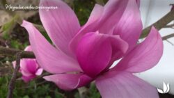 Comment choisir son magnolia ? - Jardinerie Truffaut TV