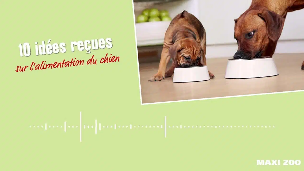 Podcast Maxi Zoo #1 - 10 idées reçues sur l'alimentation du chien