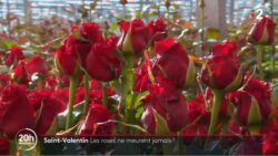 Saint-Valentin les roses ne meurent jamais France TV JAF-info Fleuriste