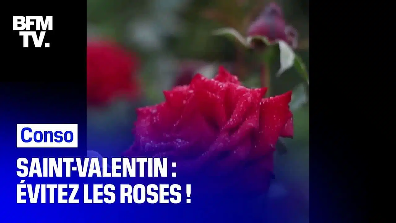 Pourquoi faut-il éviter d'offrir des roses pour la Saint-Valentin ?
