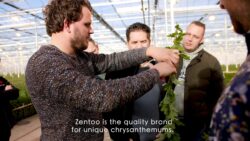 The story of Zentoo Chrysanthemums