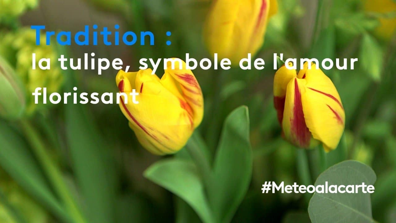 Tradition : la tulipe, symbole de l'amour florissant - Météo à la carte