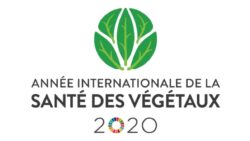 IYPH2020 année internationale de la santé des végétaux