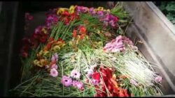 Information spéciale Covid-19  : destruction de notre production de fleurs !