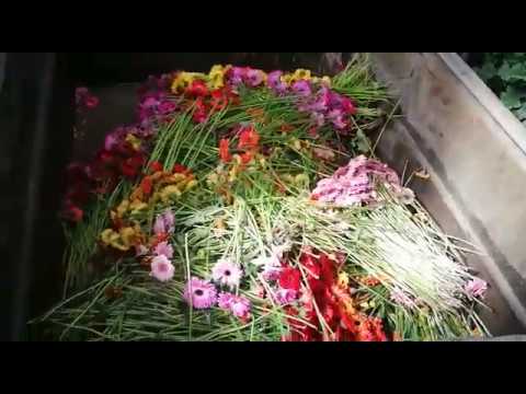 Information spéciale Covid-19  : destruction de notre production de fleurs !