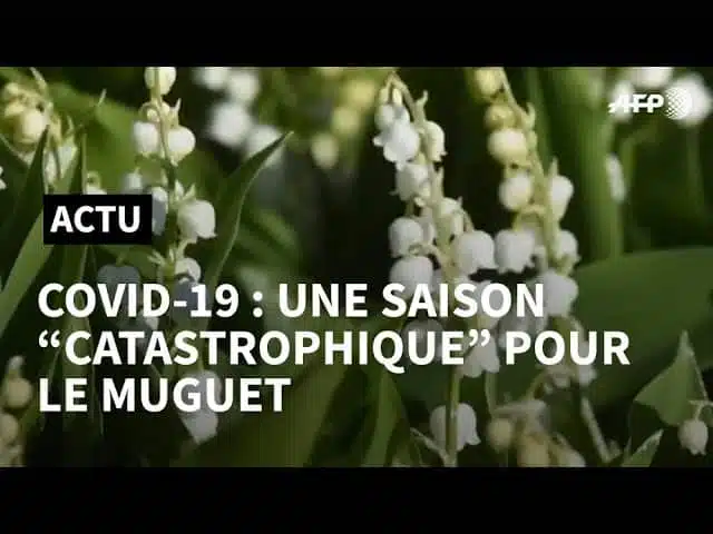 COVID-19: une saison "catastrophique" pour le muguet | AFP