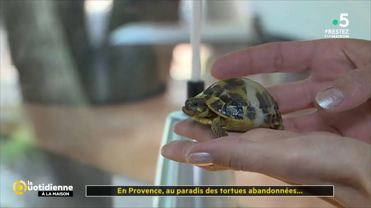 En Provence, au paradis des tortues abandonnées...