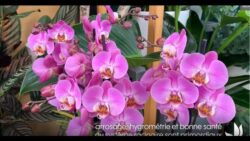 Faire refleurir ses orchidées - Truffaut