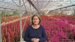 Plantes fleuries méditerranéennes-boutique en ligne-pépinière du Cannebeth - Truffaut