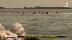 Sauvetage de bébés phoques en baie de Somme - La Quotidienne