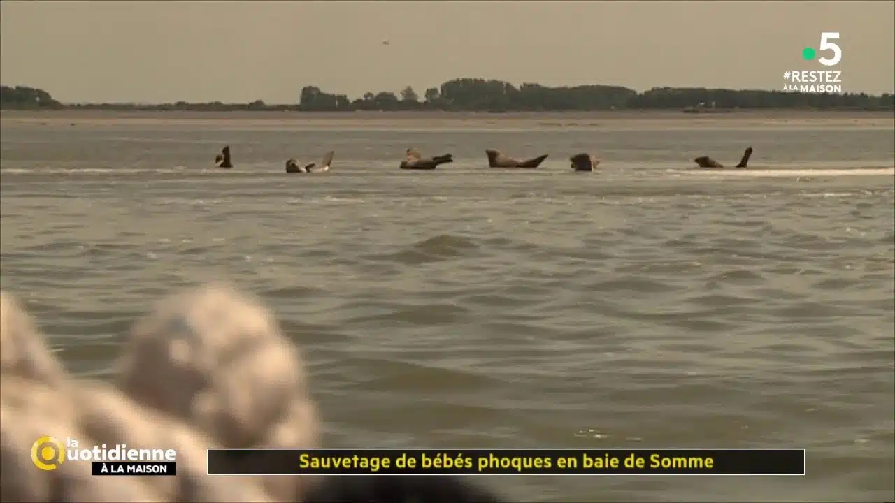 Sauvetage de bébés phoques en baie de Somme - La Quotidienne