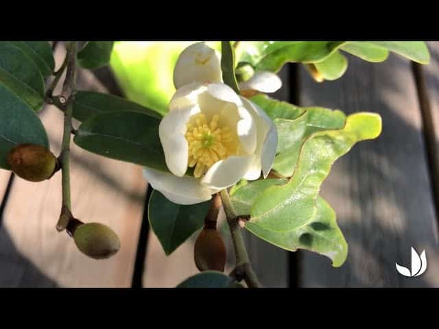 Un petit arbre parfum citron (Michelia Yunnensis) - Truffaut