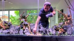 Projet "J Well" : un aquarium décoré façon aquascaping en entreprise