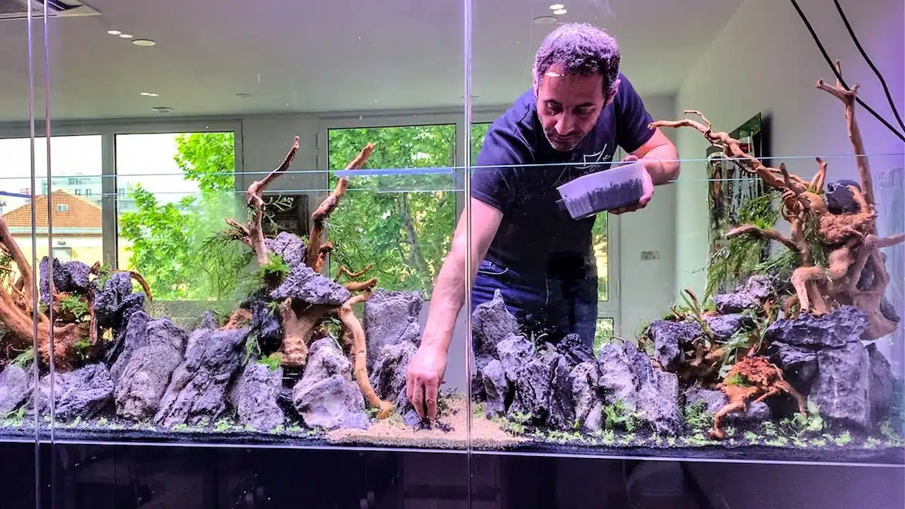 Projet "J Well" : un aquarium décoré façon aquascaping en entreprise