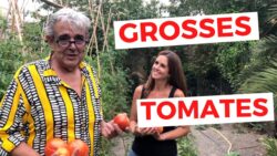 GROSSES TOMATES  ( épisode 1 ) #potager