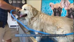 Marseille : Dog wash, un espace de toilettage libre pour nos toutous