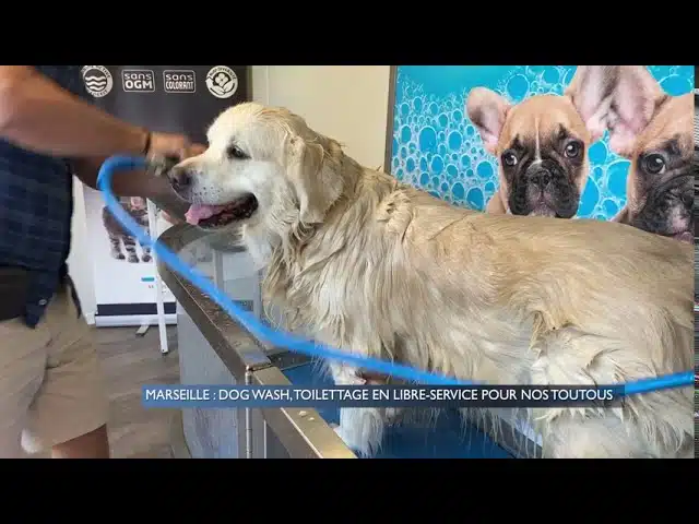 Marseille : Dog wash, un espace de toilettage libre pour nos toutous