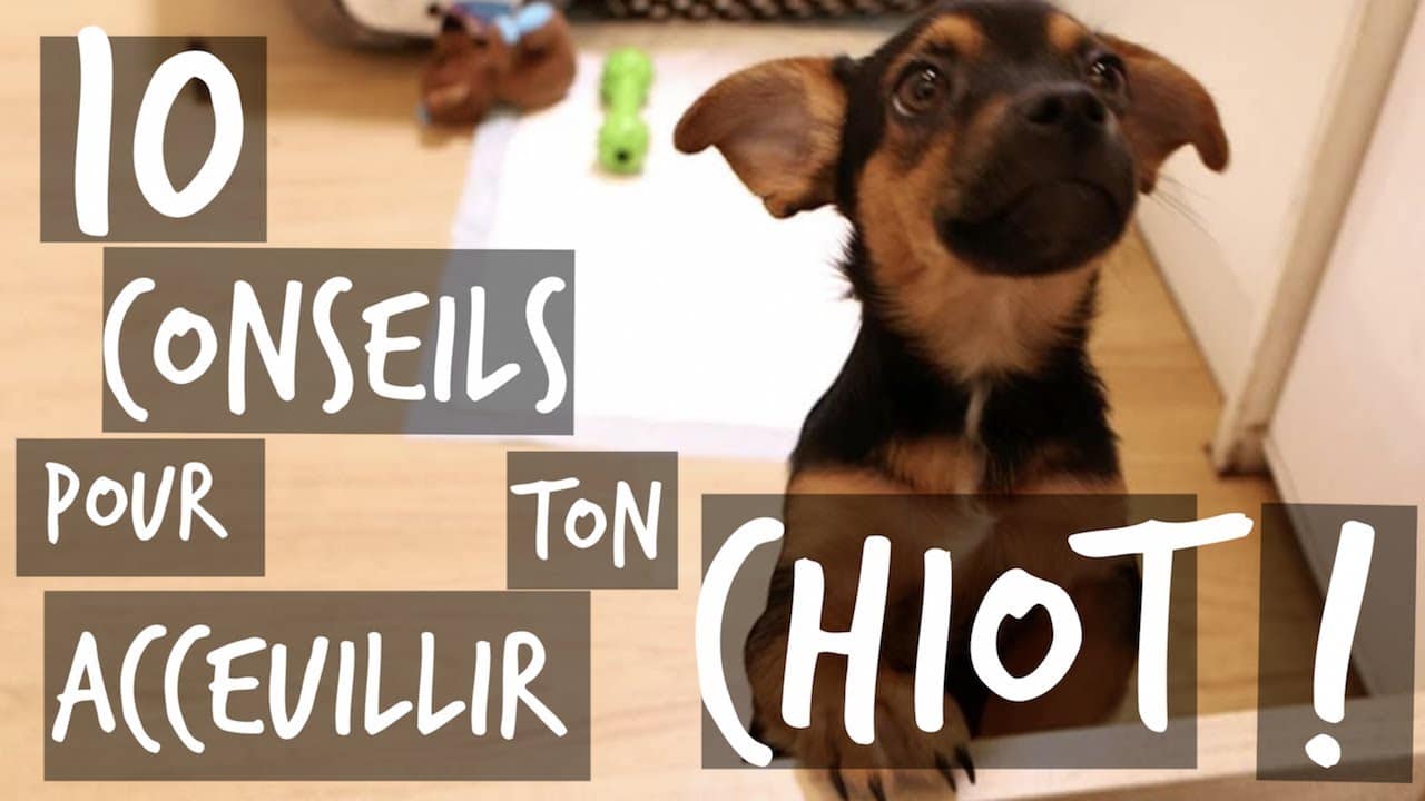 10 CONSEILS POUR TON CHIOT !! - TOOPET