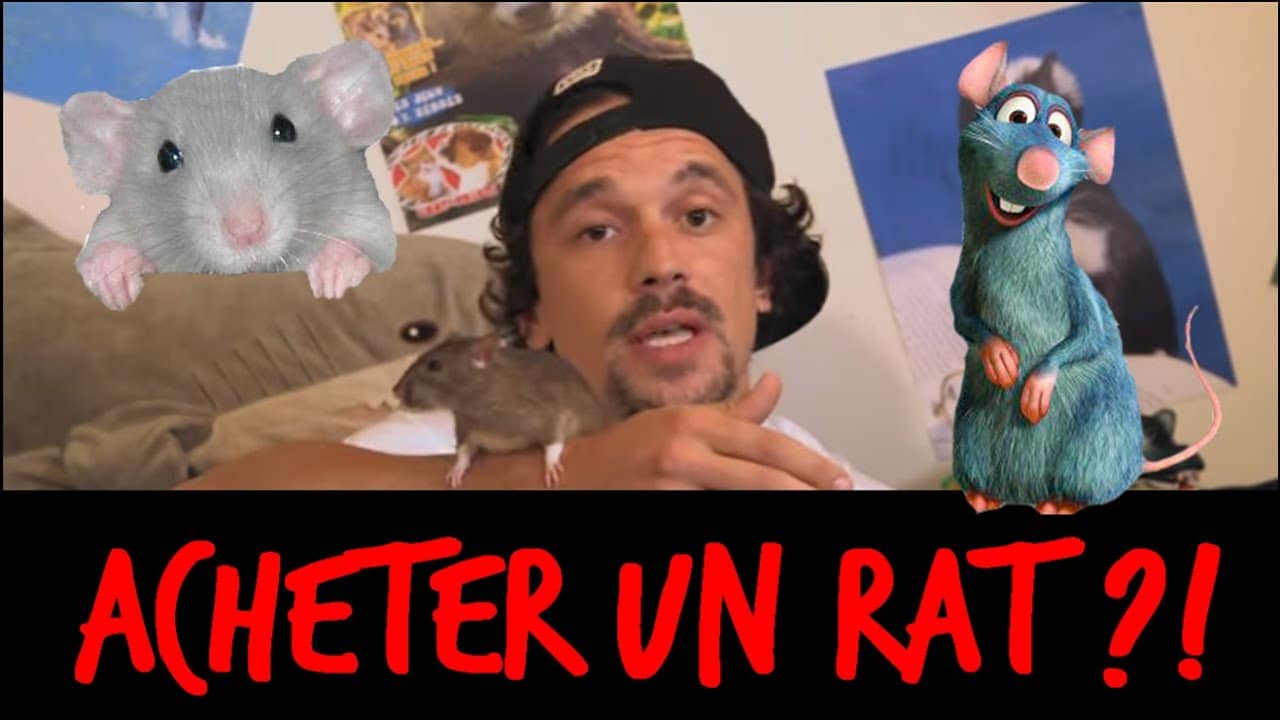 ACHETER UN RAT ?! - TOOPET