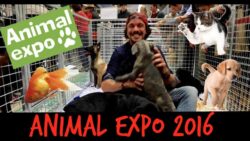 ANIMAL EXPO 2016 : J'AI GOUTE LA PATEE BIO POUR CHIEN