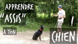 APPRENDRE "ASSIS" A SON CHIEN - TOOPET / Feat AZOTE