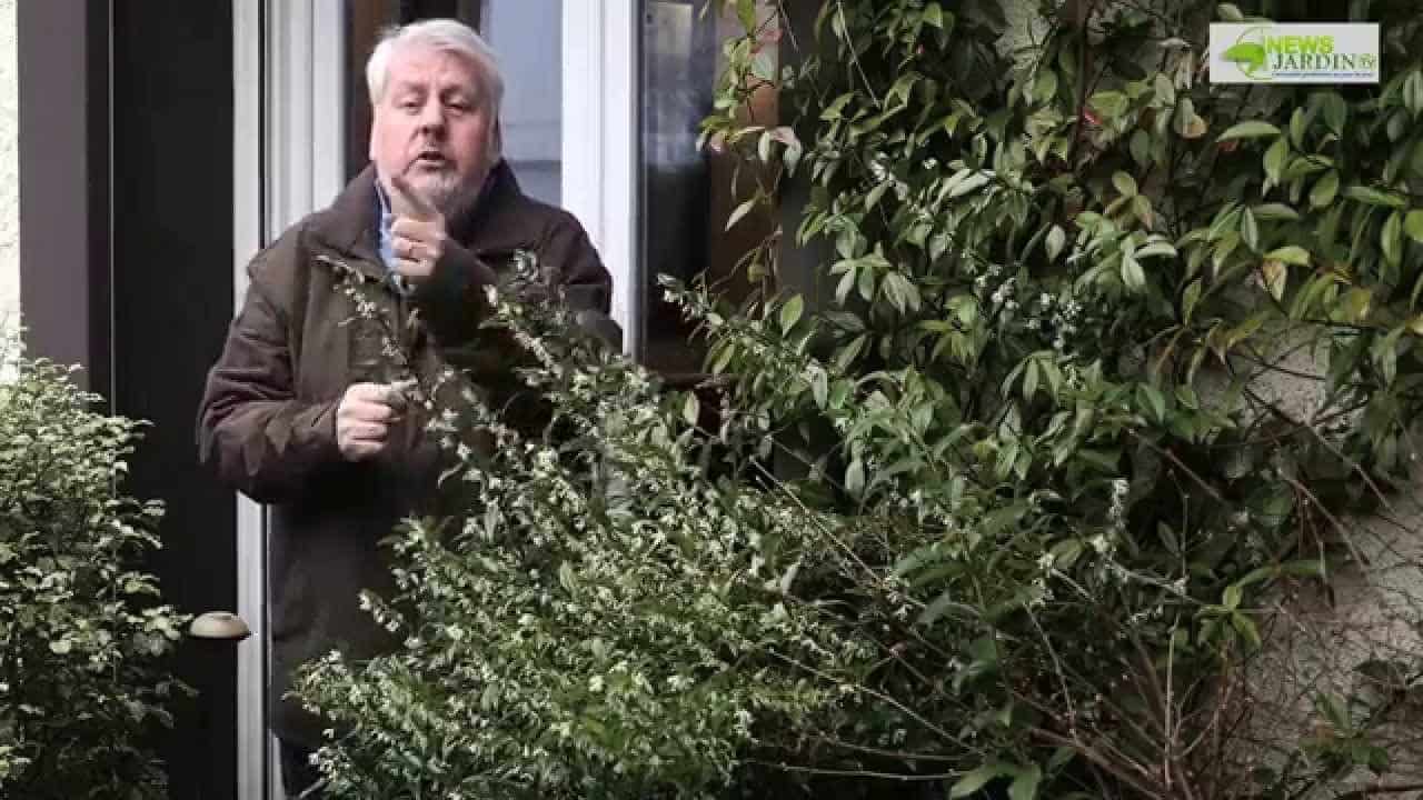 ARBUSTE STAR DE L'HIVER : SARCOCOCCA ou BUIS PARFUMÉ
