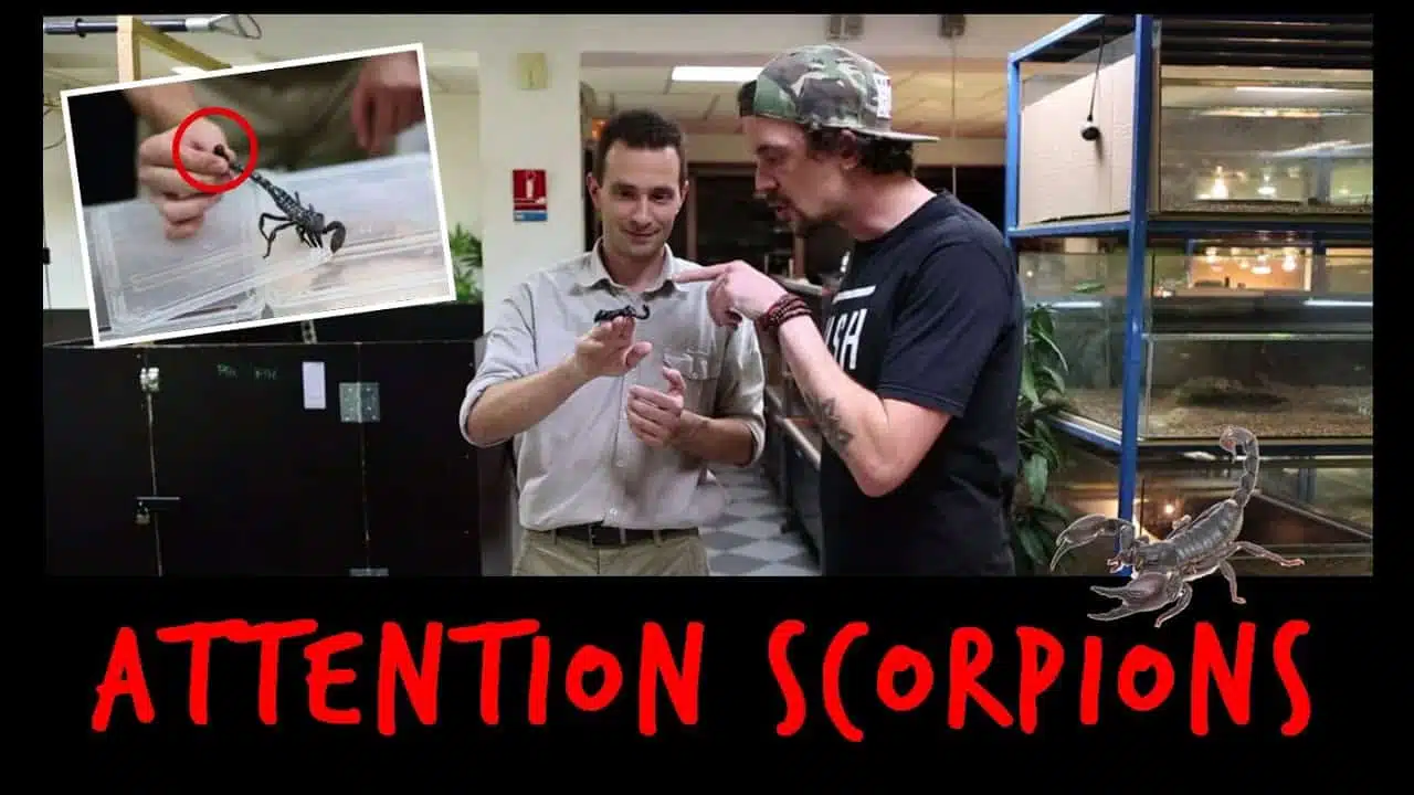 ATTENTION, SCORPIONS ! - TOOPET