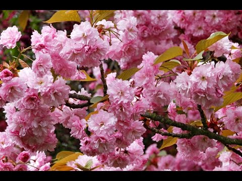 CERISIERS À FLEURS : LES PLUS BELLES VARIÉTÉS ET COMMENT LES PLANTER