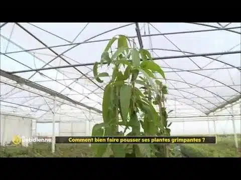 Comment bien faire pousser ses plantes grimpantes ?