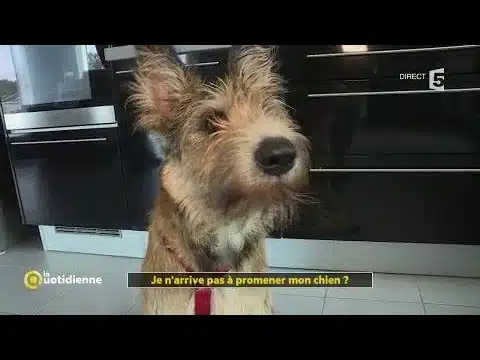 Comment bien promener son chien ?