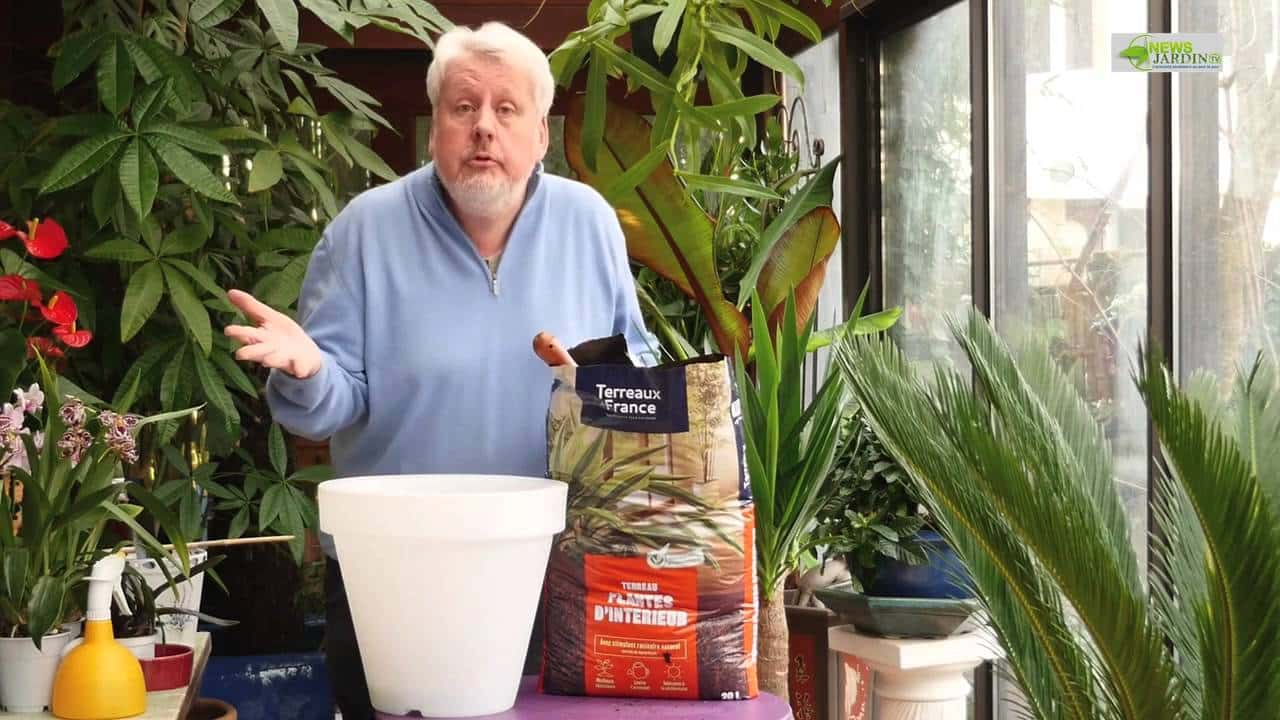 COMMENT BIEN REMPOTER UN YUCCA MAYA
