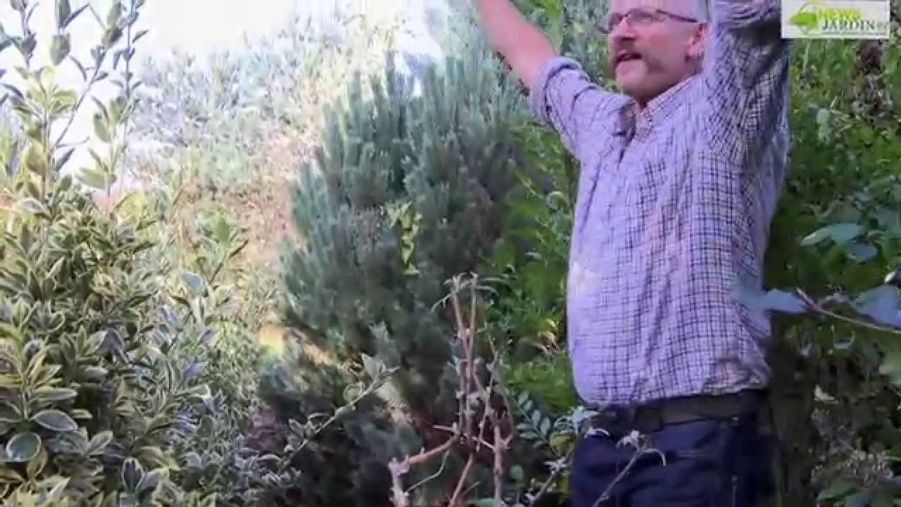 COMMENT BIEN TAILLER LE BUDDLÉIA (ARBRE À PAPILLONS)