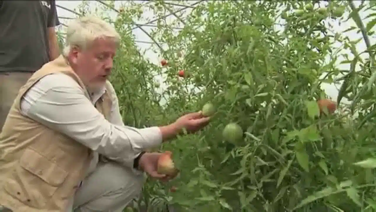 COMMENT CHOISIR LES MEILLEURES TOMATES