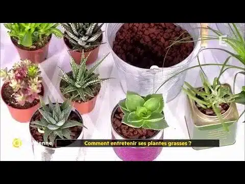Comment entretenir ses plantes grasses ?