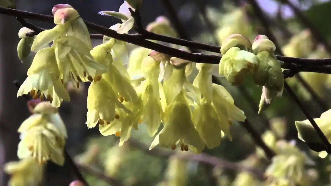 [Vidéo] COMMENT FLEURIR SON JARDIN EN HIVER ? DÉCOUVREZ LE CORYLOPSIS