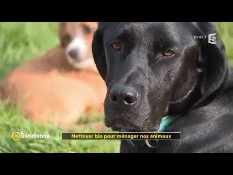 Comment garder sa maison propre avec des animaux ?