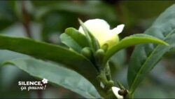 Comment planter le Camélia sinensis - Silence, ça pousse !